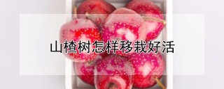 山楂树怎样移栽好活,第1图