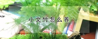 小文竹怎么养,第1图