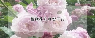 蔷薇花几月份开花,第1图