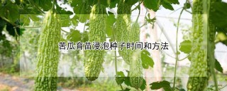 苦瓜育苗浸泡种子时间和方法,第1图