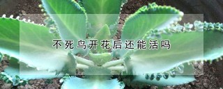 不死鸟开花后还能活吗,第1图