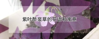 紫叶酢浆草的花语和寓意,第1图