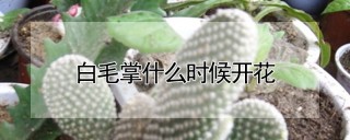 白毛掌什么时候开花,第1图