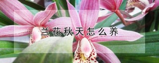 兰花秋天怎么养,第1图