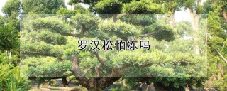 罗汉松怕冻吗,第1图