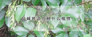 盐碱地适合种什么植物,第1图