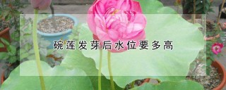 碗莲发芽后水位要多高,第1图