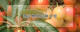 高沙樱桃品种介绍,第1图