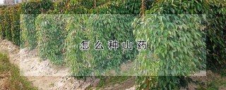 怎么种山药,第1图