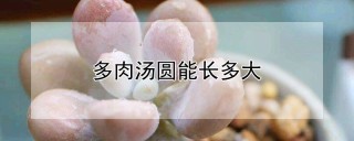 多肉汤圆能长多大,第1图