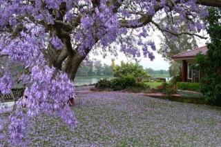 蓝楹花和蓝花楹区别,第3图