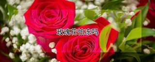 玫瑰花怕冻吗,第1图