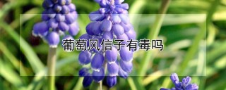 葡萄风信子有毒吗,第1图