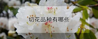 切花品种有哪些,第1图