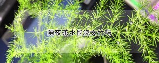 隔夜茶水能浇文竹吗,第1图