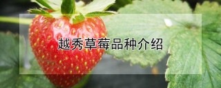 越秀草莓品种介绍,第1图