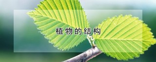 植物的结构,第1图