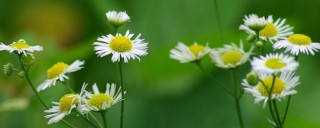 野菊花和菊花的区别,第1图