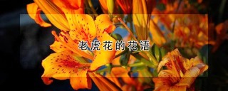 老虎花的花语,第1图