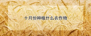 十月份种植什么农作物,第1图