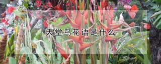 天堂鸟花语是什么,第1图