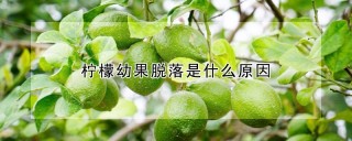 柠檬幼果脱落是什么原因,第1图