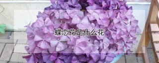 蝶恋花是什么花,第1图