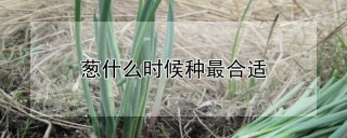 葱什么时候种最合适,第1图