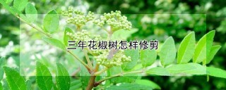 三年花椒树怎样修剪,第1图