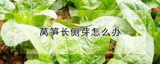 莴笋长侧芽怎么办,第1图