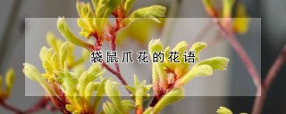 袋鼠爪花的花语,第1图