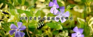 四季常青的爬藤植物有哪些,第1图