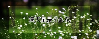 满天星是什么花,第1图