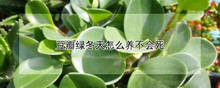 豆瓣绿冬天怎么养不会死,第1图