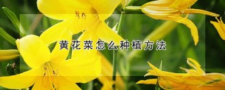 黄花菜怎么种植方法,第1图