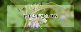 叶子上长刺的植物,第1图