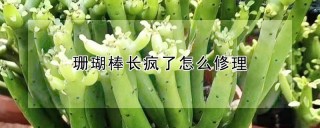 珊瑚棒长疯了怎么修理,第1图