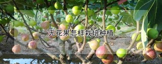 无花果怎样栽培种植,第1图