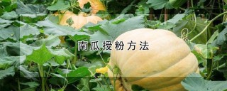 南瓜授粉方法,第1图