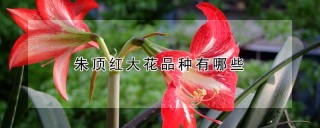 朱顶红大花品种有哪些,第1图