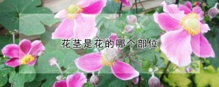 花茎是花的哪个部位,第1图