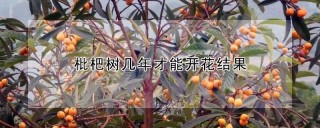 枇杷树几年才能开花结果,第1图