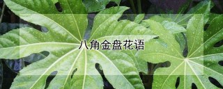 八角金盘花语,第1图