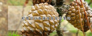 松塔可以直接放在花盆里吗,第1图