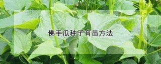 佛手瓜种子育苗方法,第1图