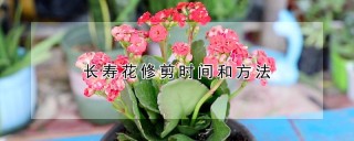 长寿花修剪时间和方法,第1图