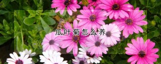 瓜叶菊怎么养,第1图