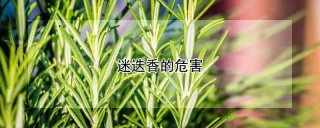 迷迭香的危害,第1图