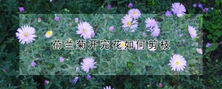 荷兰菊开完花如何剪枝,第1图