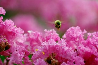 丁香和紫薇是一种花吗,第3图